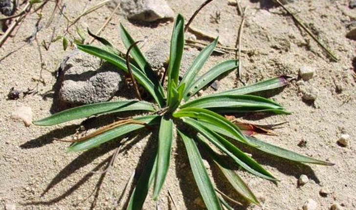 Armeria arenaria subsp. pradetensis (Médail, Baumel & Auda, 2009)