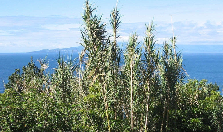 Arundo donax (Linné, 1753)