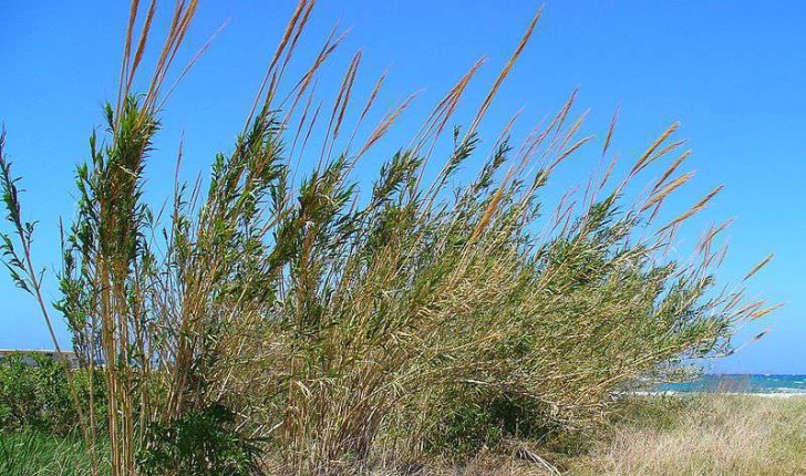 Arundo donax (Linné, 1753)