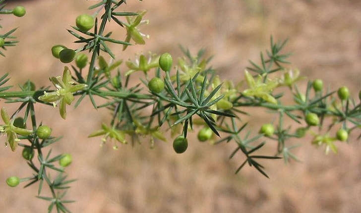 Asparagus acutifolius (Linné, 1753)