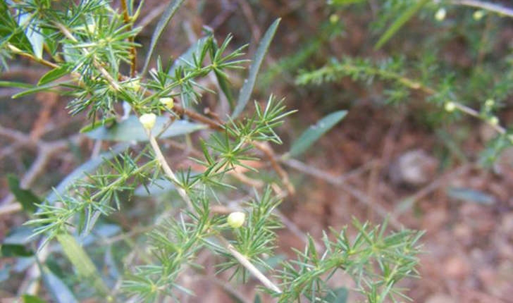 Asparagus acutifolius (Linné, 1753)