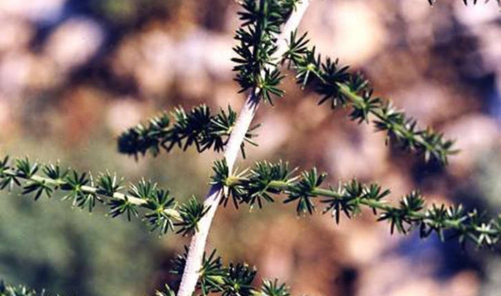 Asparagus acutifolius (Linné, 1753)