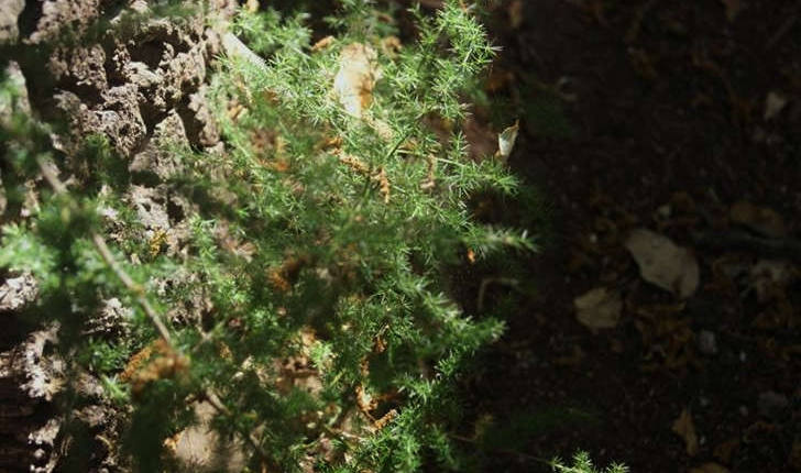 Asparagus acutifolius (Linné, 1753)
