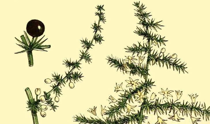 Asparagus acutifolius (Linné, 1753)