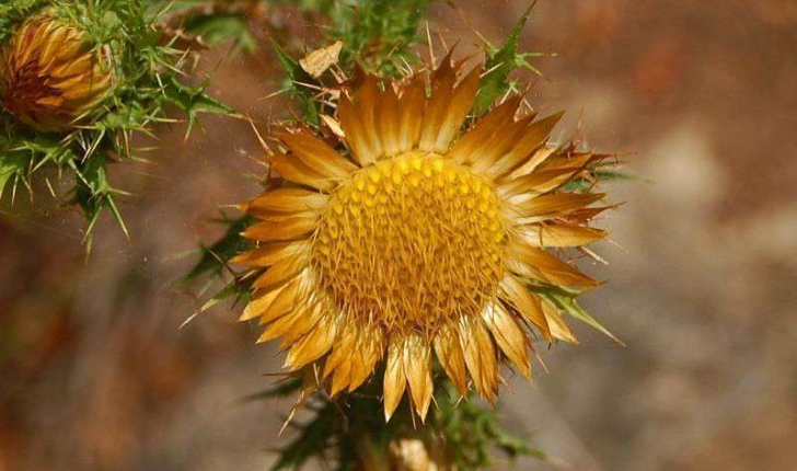 Carlina