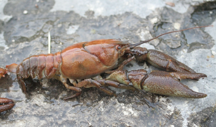 Écrevisse à pattes blanches - Austropotamobius pallipes