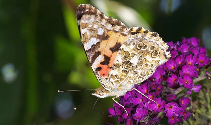 Vanessa cardui (Linné, 1758)