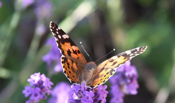 Vanessa cardui (Linné, 1758)