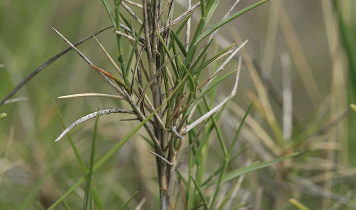 Brachypodium ramosum (Linné, 1758)   