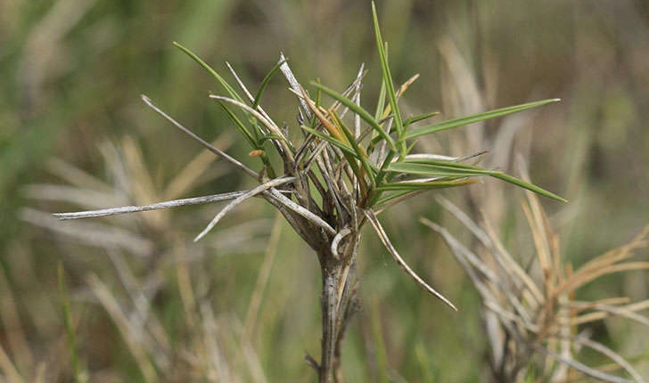 Brachypodium ramosum (Linné, 1758)   