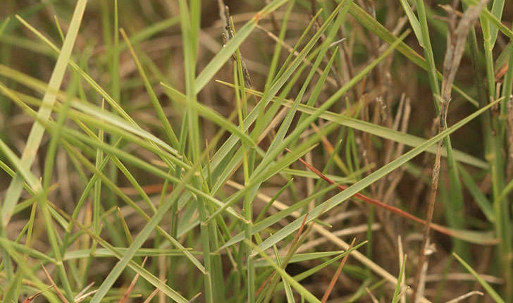 Brachypodium ramosum (Linné, 1758)   