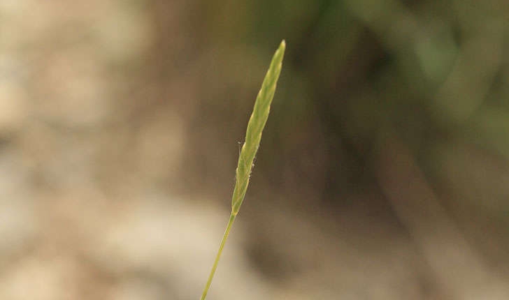 Brachypodium ramosum (Linné, 1758)   