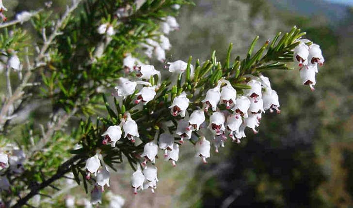 Erica arborea