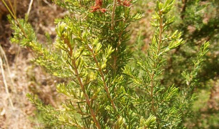 Erica arborea