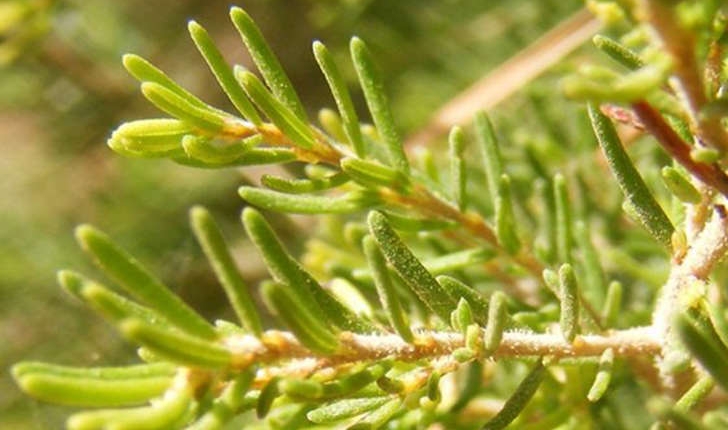 Erica arborea