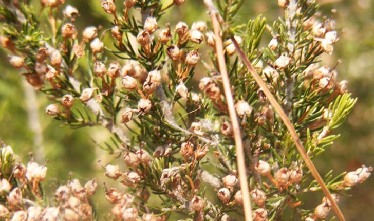 Erica arborea