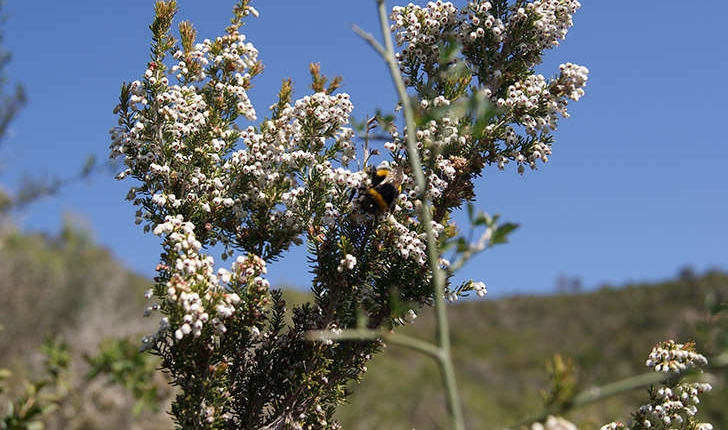 Erica arborea