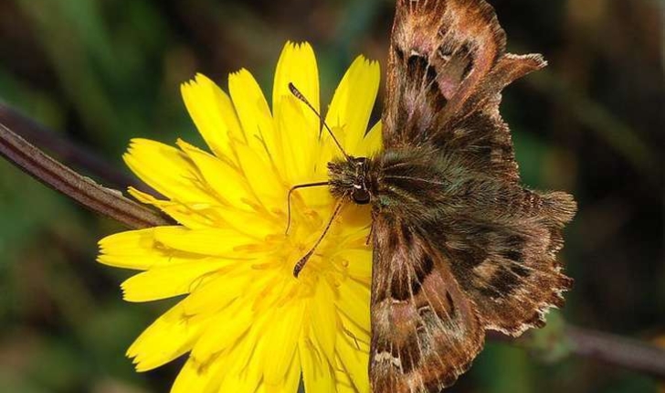 Famille des Hesperiidae