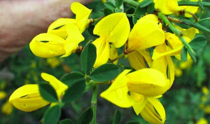Calicotome spinosa (Link, 1822)