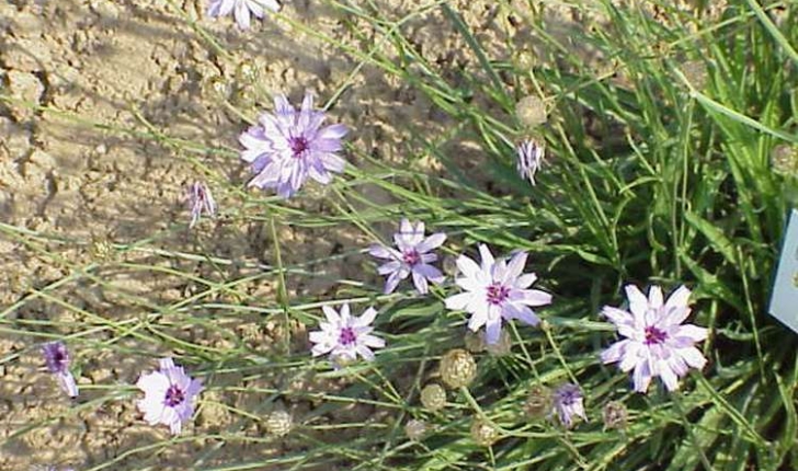 Catananche caerulea (Linné, 1753)