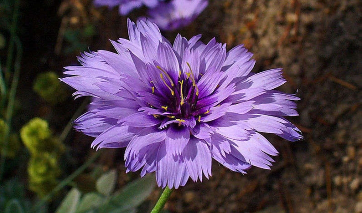 Catananche caerulea (Linné, 1753)