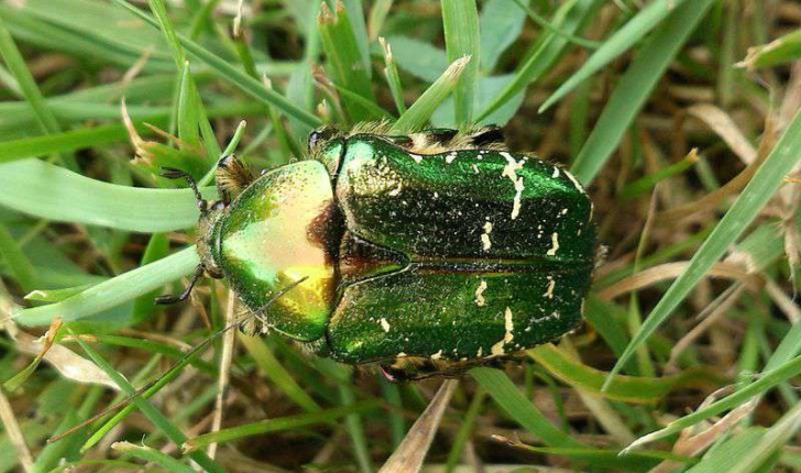 Cetonia sp