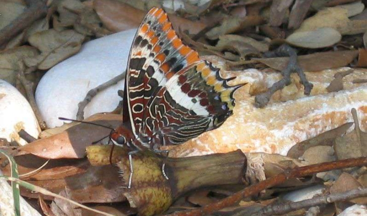 Charaxes jasius (Linné, 1767)