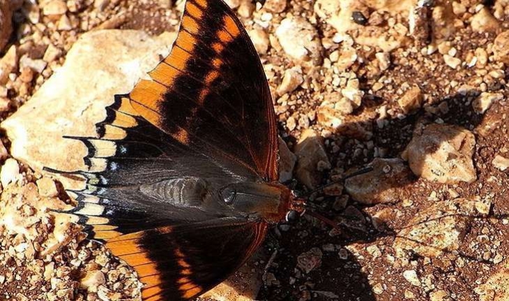 Charaxes jasius (Linné, 1767)