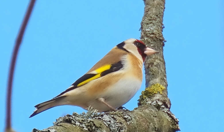 Carduelis carduelis (Linné, 1758)