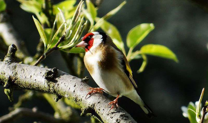 Carduelis carduelis (Linné, 1758)