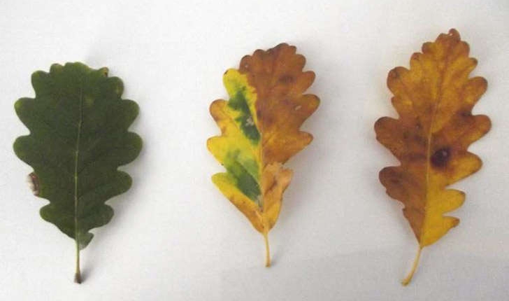 Quercus pubescens (Wild, 1805)