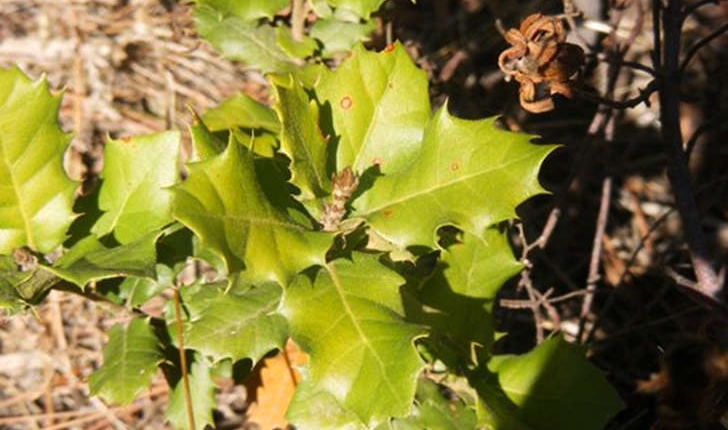 Quercus coccifera (Linné, 1753)