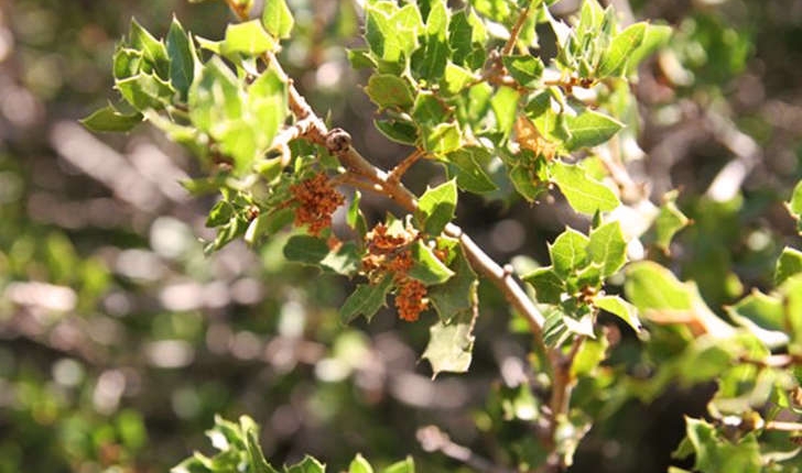 Quercus coccifera (Linné, 1753)