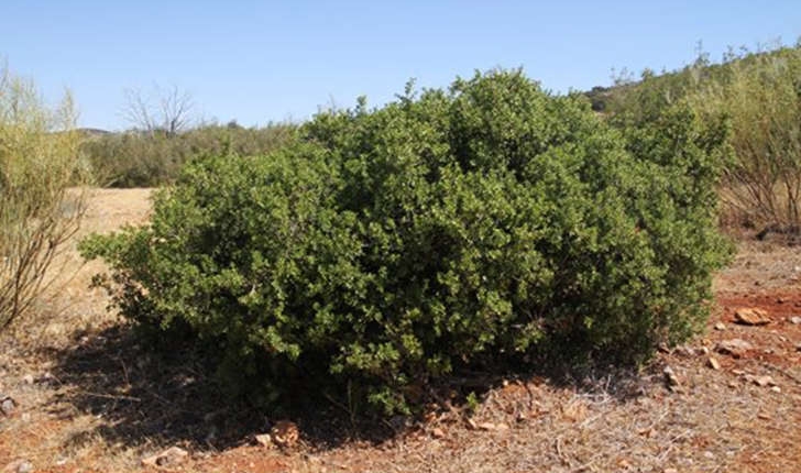 Quercus coccifera (Linné, 1753)