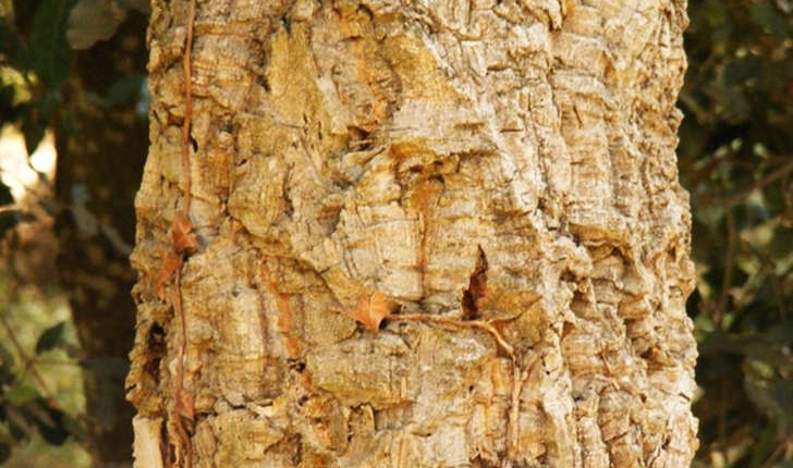 Quercus suber (Linné, 1753)