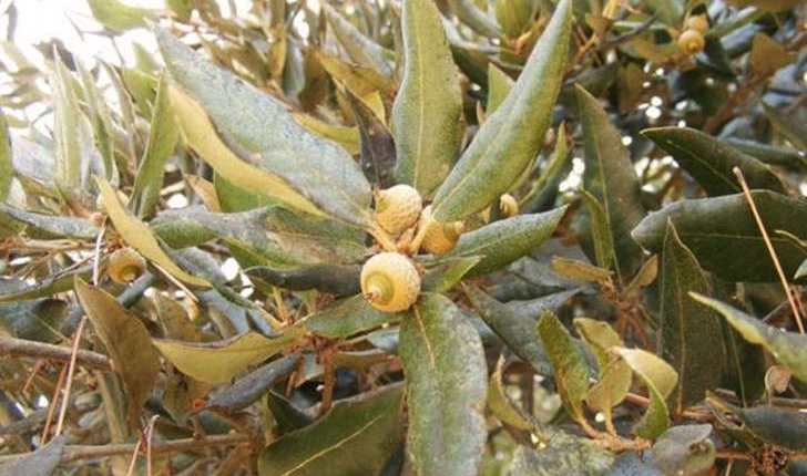 Quercus suber (Linné, 1753)