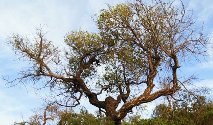 Quercus suber (Linné, 1753)