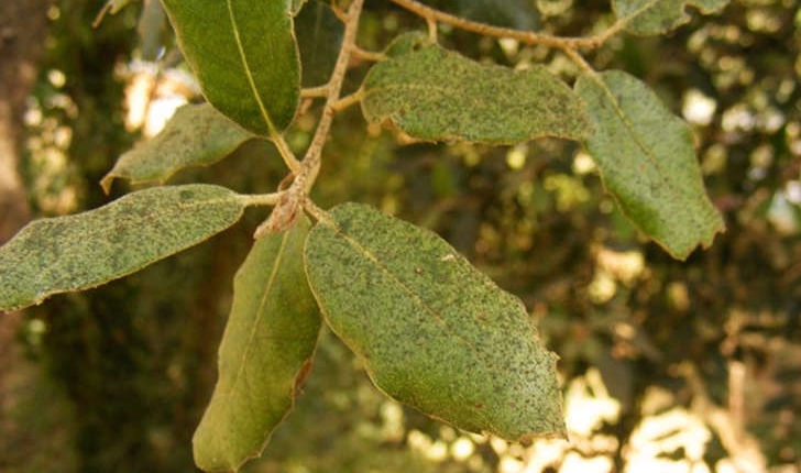 Quercus suber (Linné, 1753)