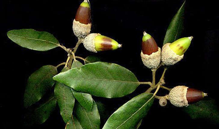 Quercus ilex (Linné, 1753)