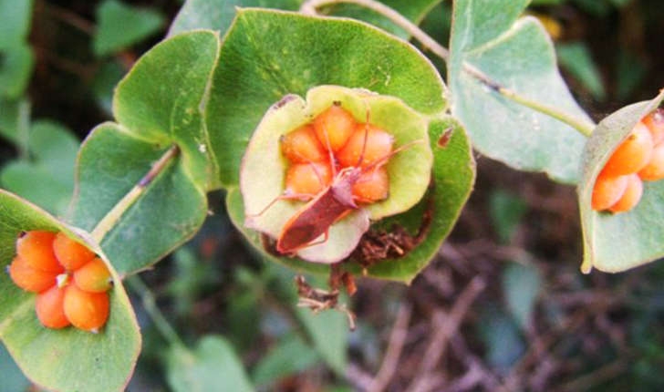 Lonicera implexa (Aiton, 1789)