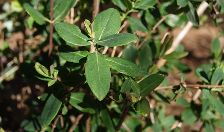 Lonicera implexa (Aiton, 1789)