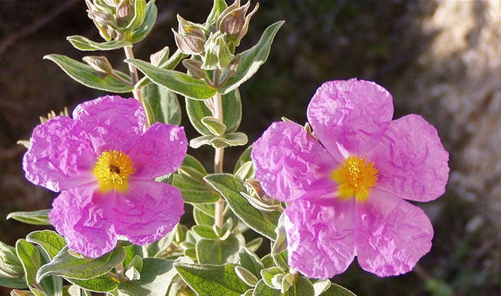 Ciste cotonneux (crédit: Julio Reis - Wikipédia)