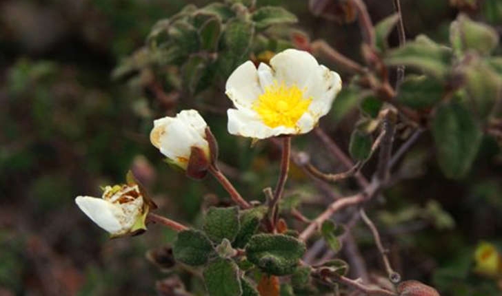 Cistus salviifolius (Linné, 1753)