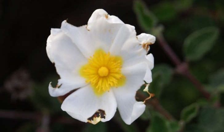 Cistus salviifolius (Linné, 1753)