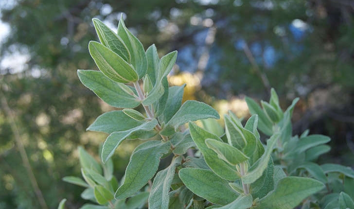 Cistus albidus (Linné, 1758)
