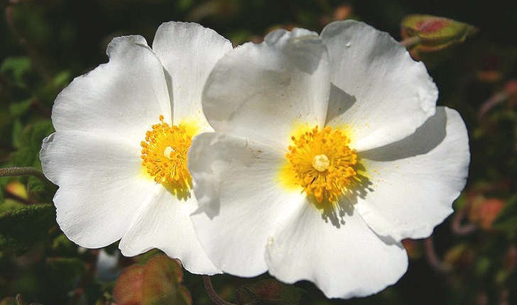 Cistus monspeliensis (Linné, 1753)