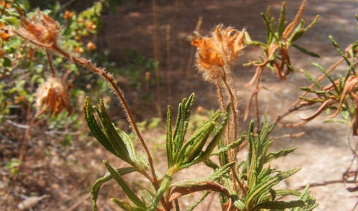 Cistus monspeliensis (Linné, 1753)