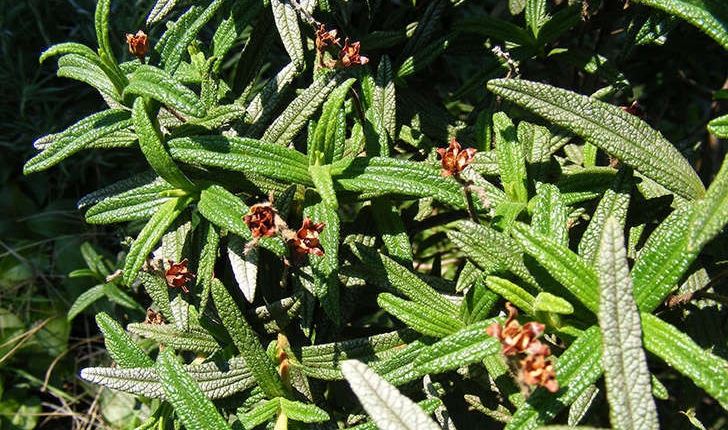 Cistus monspeliensis (Linné, 1753)