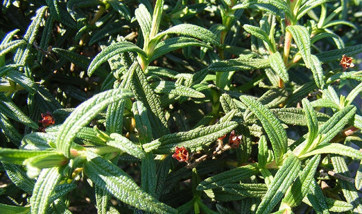 Cistus monspeliensis (Linné, 1753)