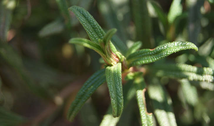 Cistus monspeliensis (Linné, 1753)